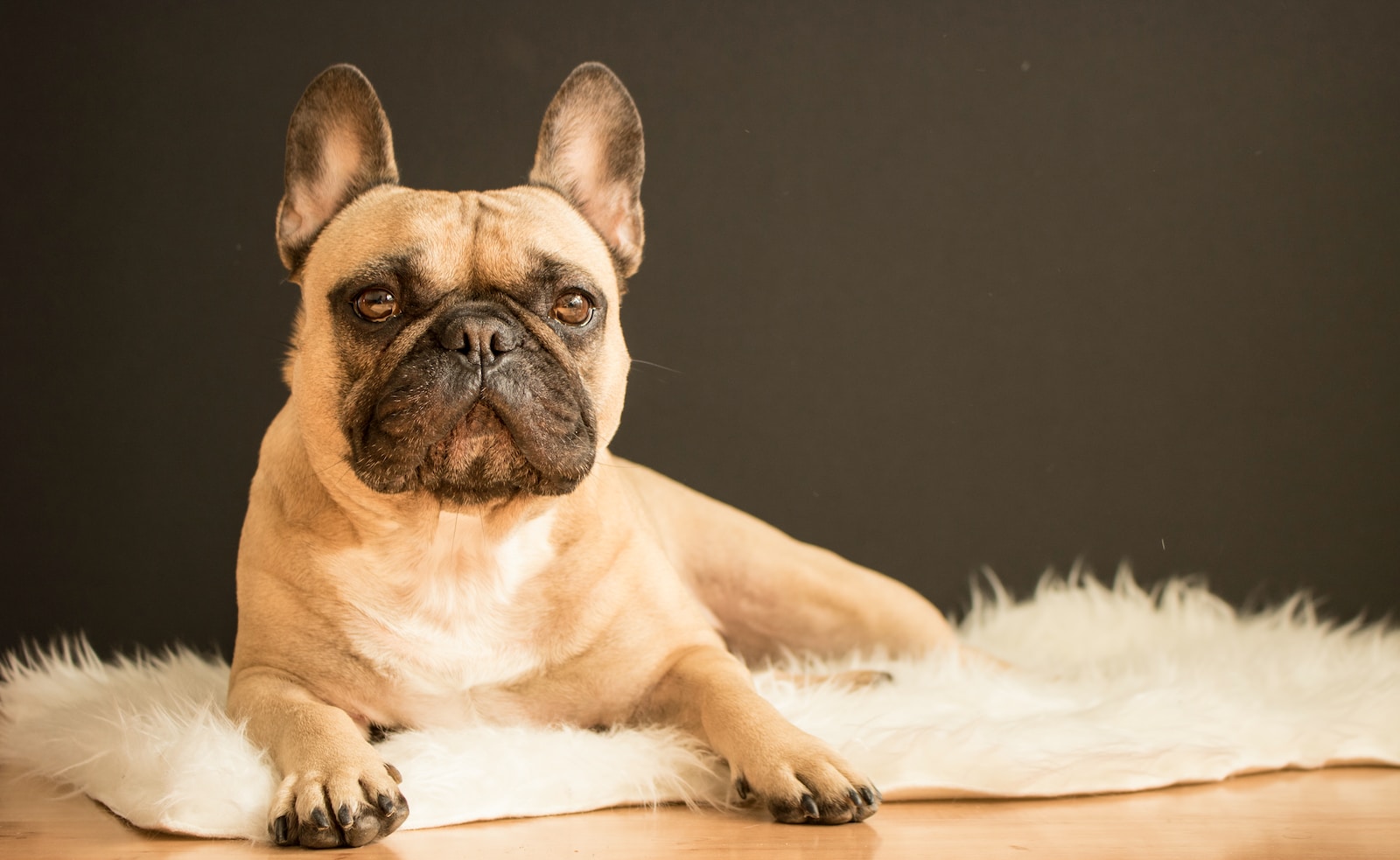 The French Bulldog Guide – History, Temperament, Care, and More!