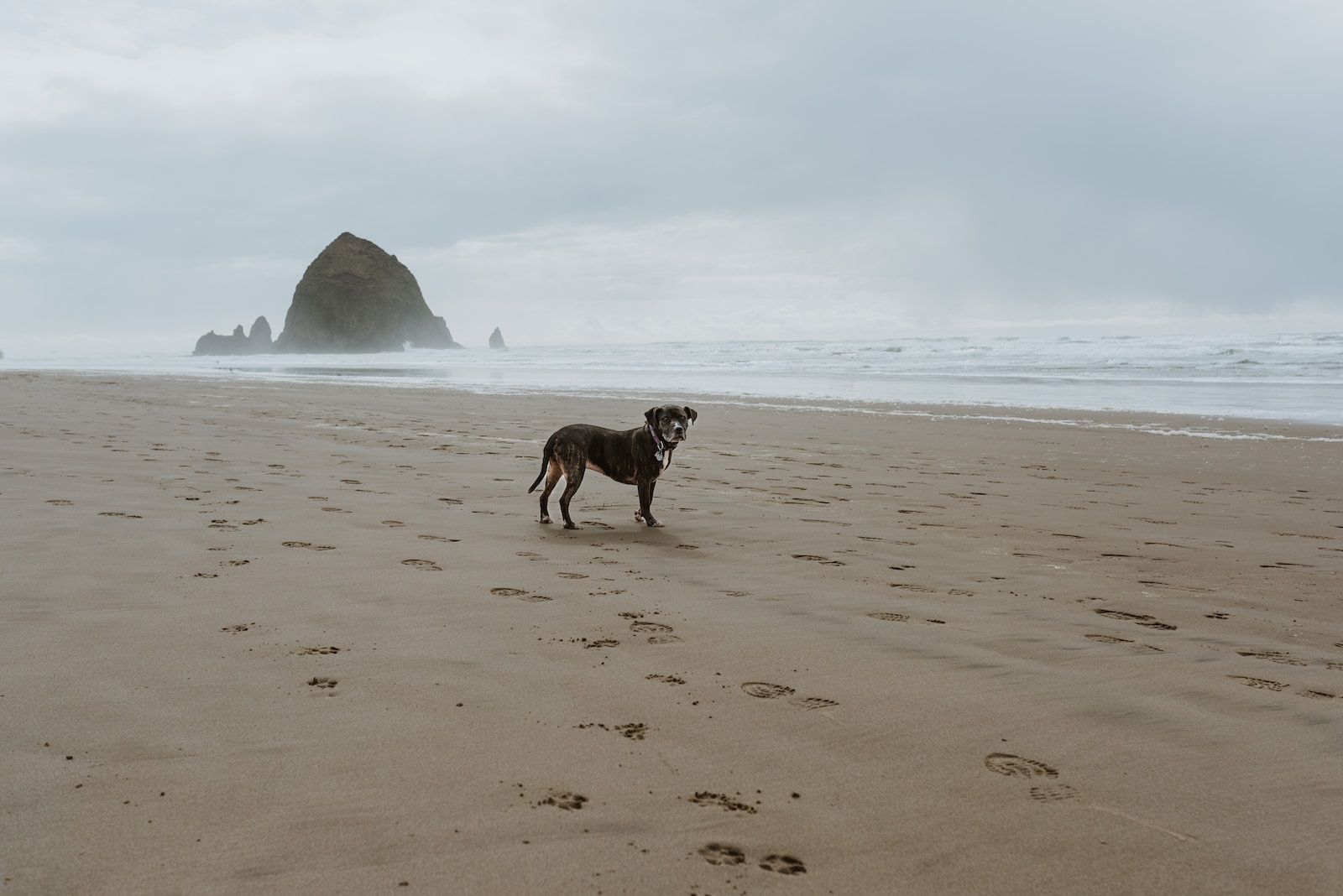 Understanding Canine Behavior: What Your Dog Is Trying to Tell You