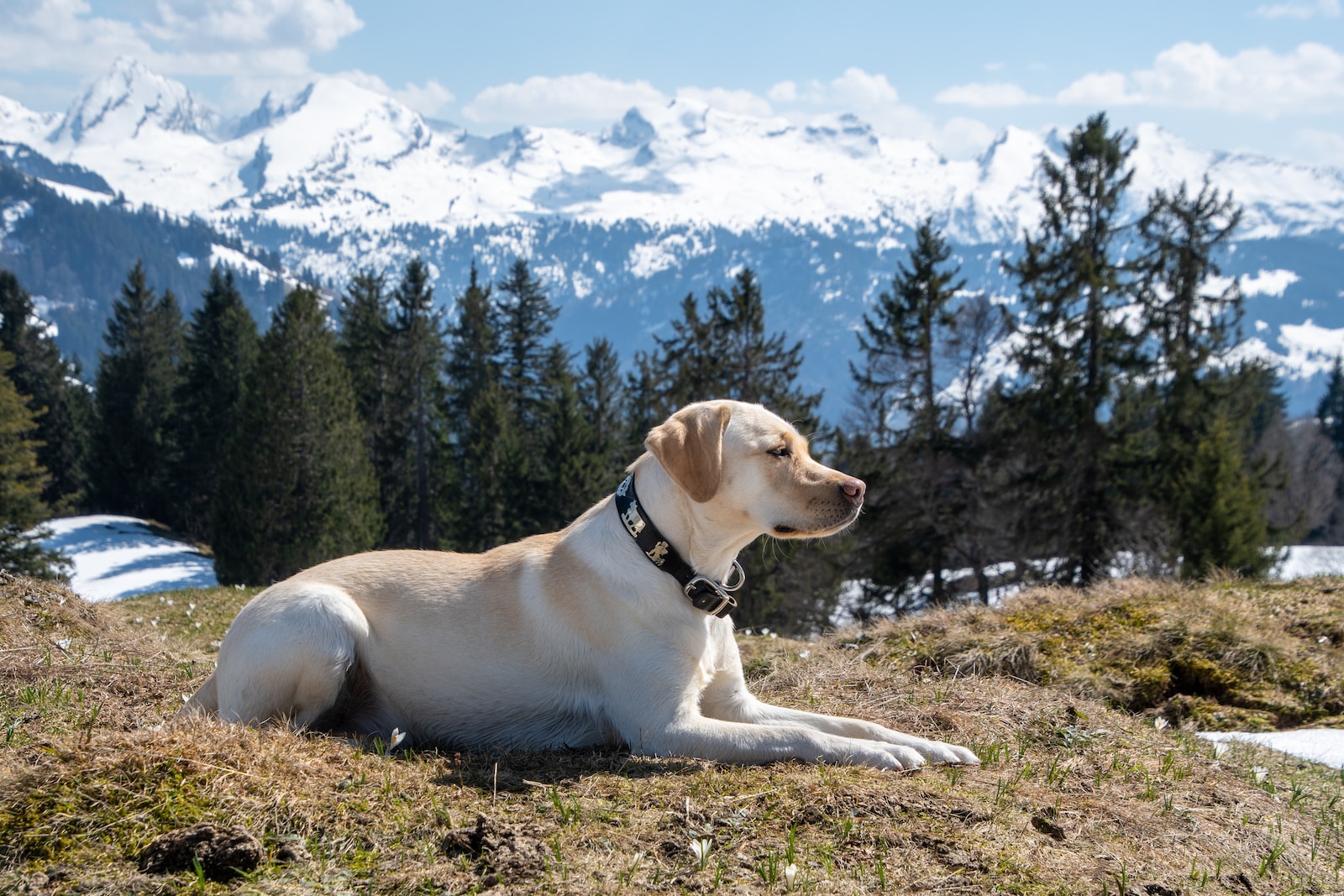 The Labrador Retriever Guide – History, Temperament, Care, and More!