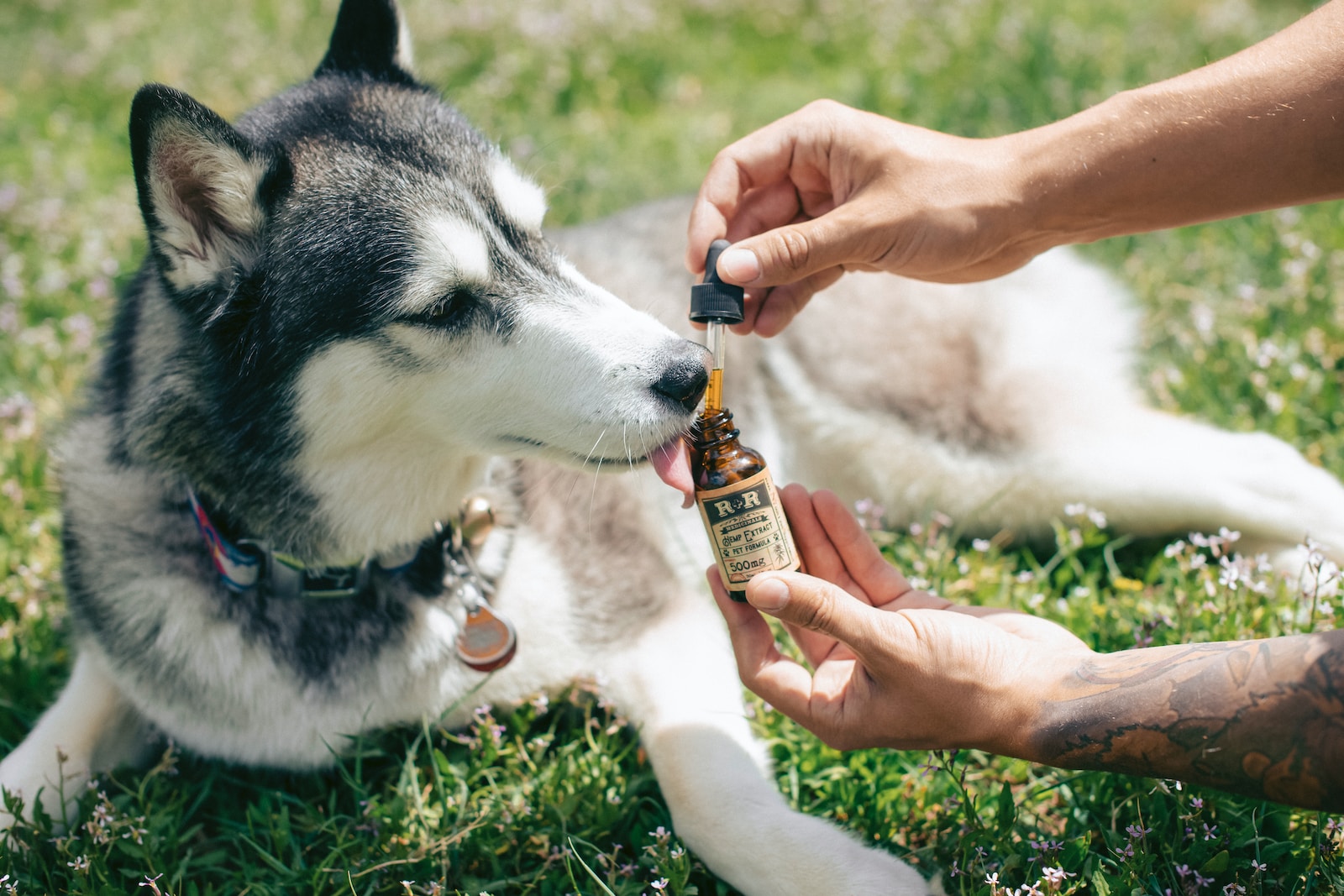 Common Dog Health Issues and How to Prevent Them