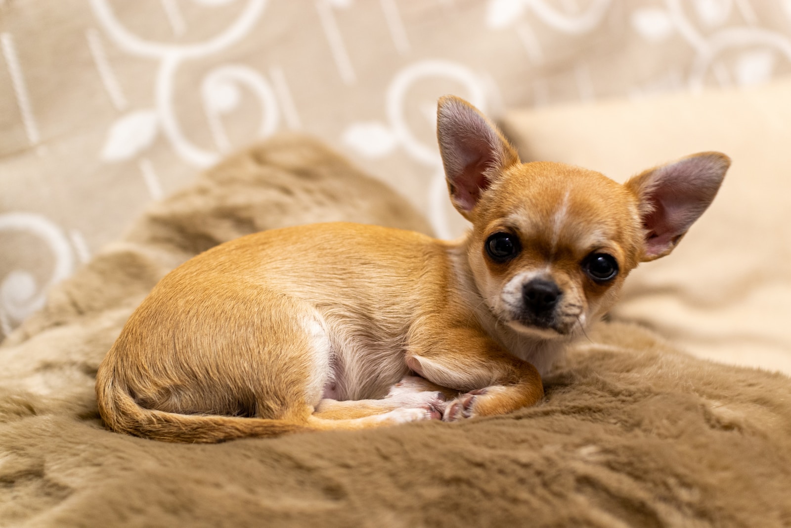 The Complete Chihuahua Guide: Exploring History, Temperament, Care, and More!