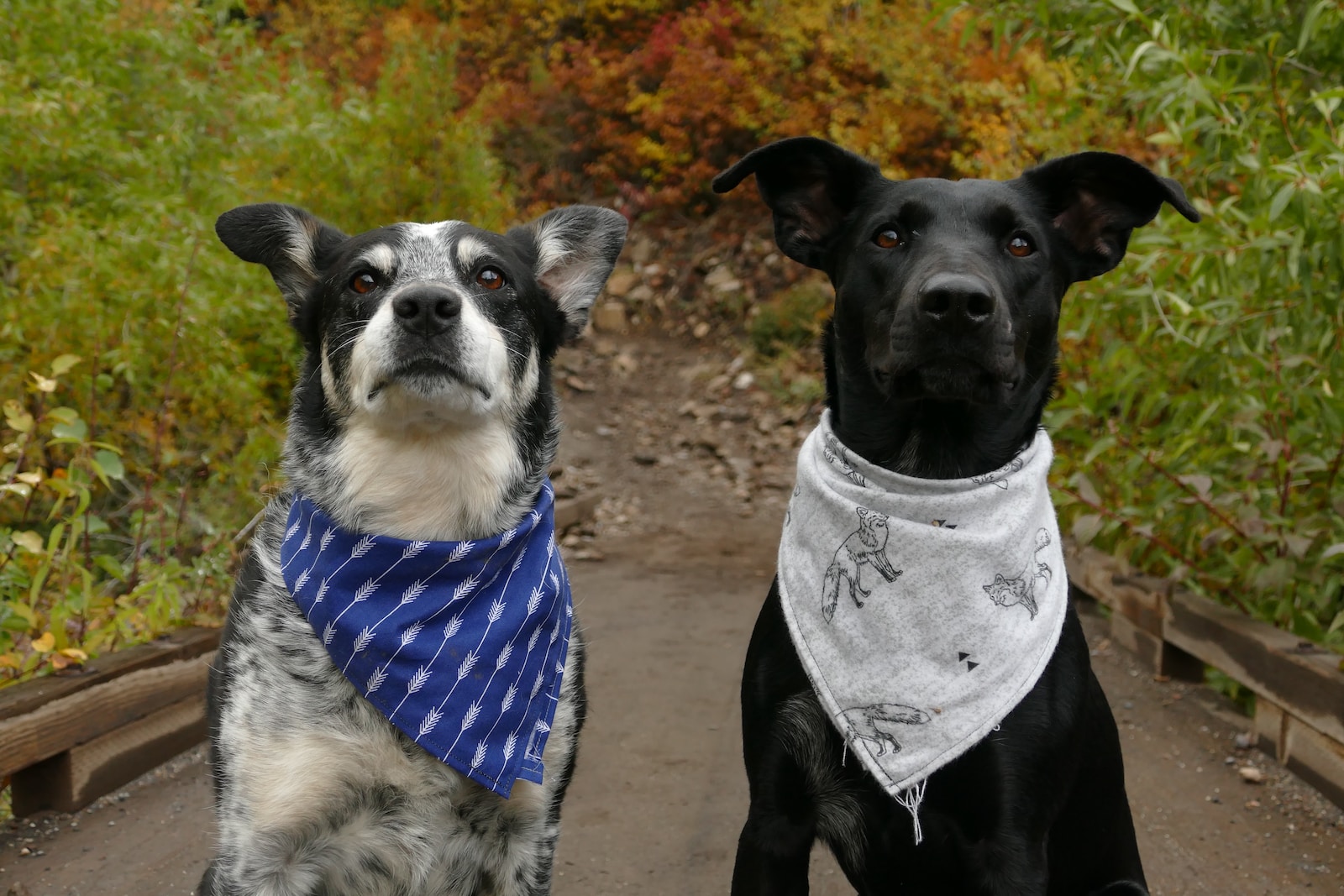 two dogs in blue and white neck scarves