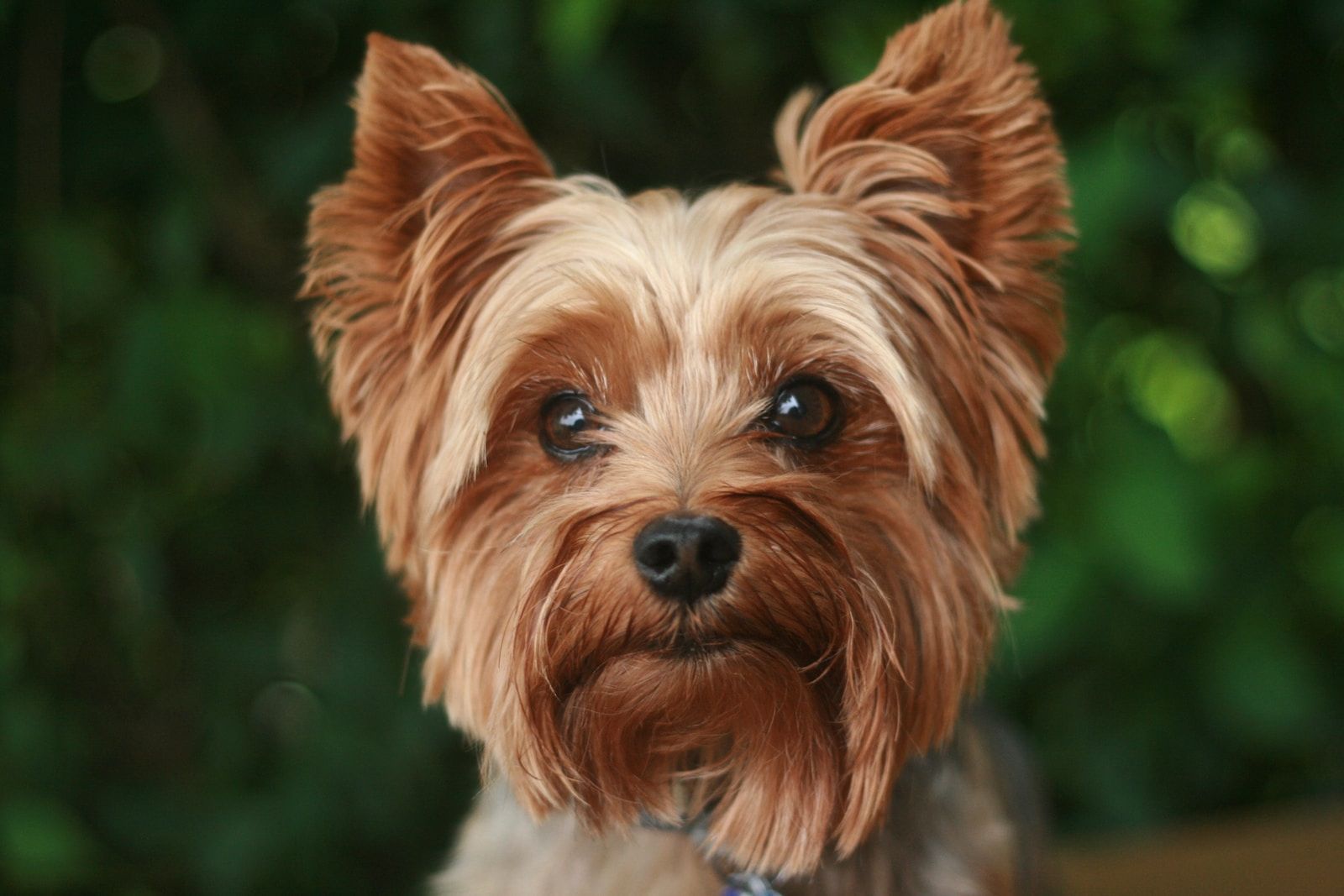 The Yorkshire Terrier Guide “" History, Temperament, Care, and More!