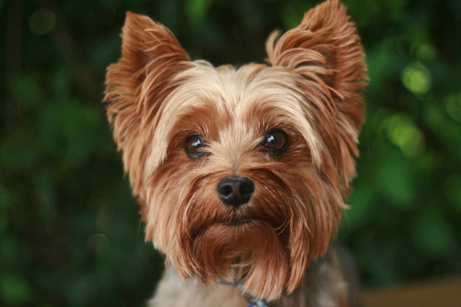 The Yorkshire Terrier Guide – History, Temperament, Care, and More!