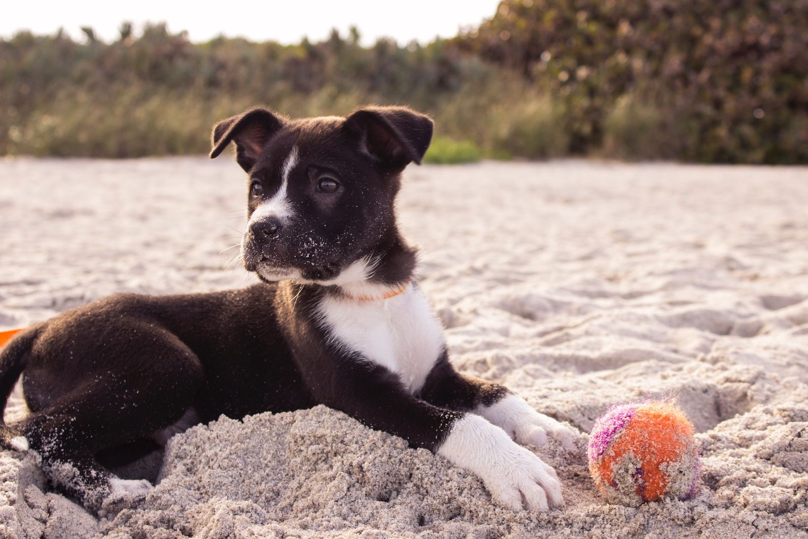 Understanding Dog Behavior: Insights into Canine Communication and Socialization