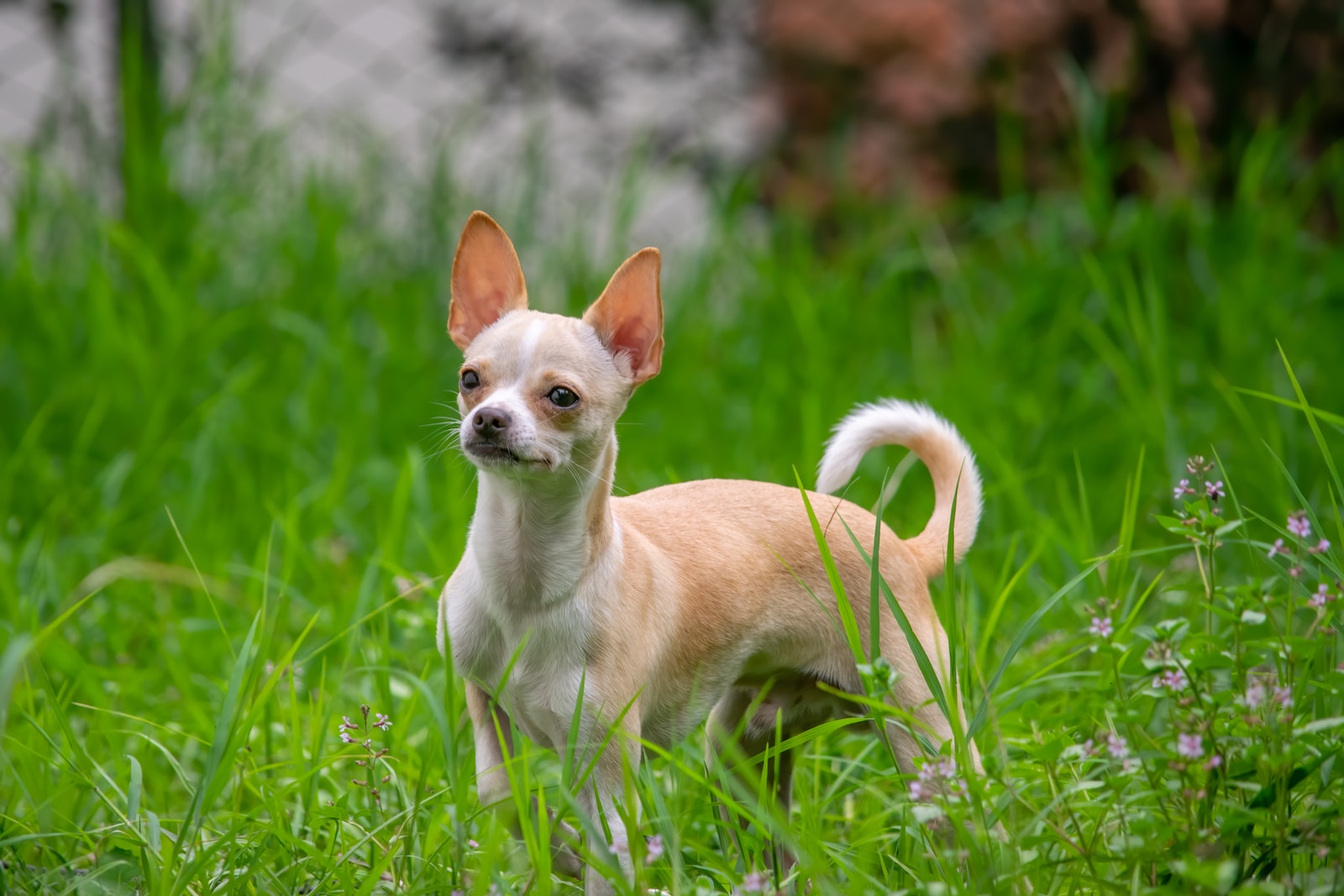 Charming Companions: Why Kids Love Chihuahuas as Pets