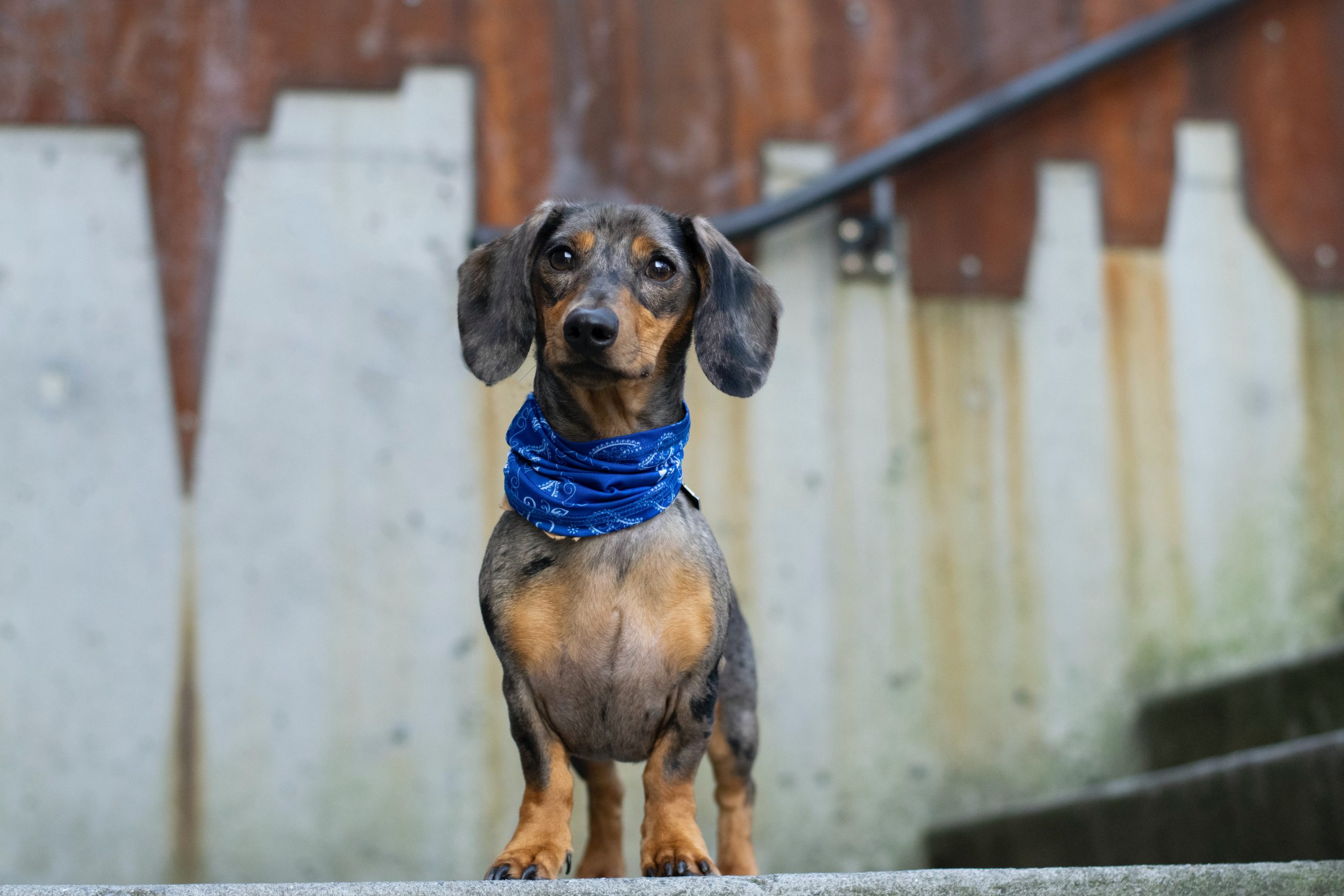 Dachshunds: The Adorable “Wiener Dogs” of the Dog Kingdom