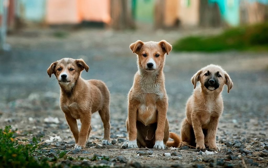 dog behavior