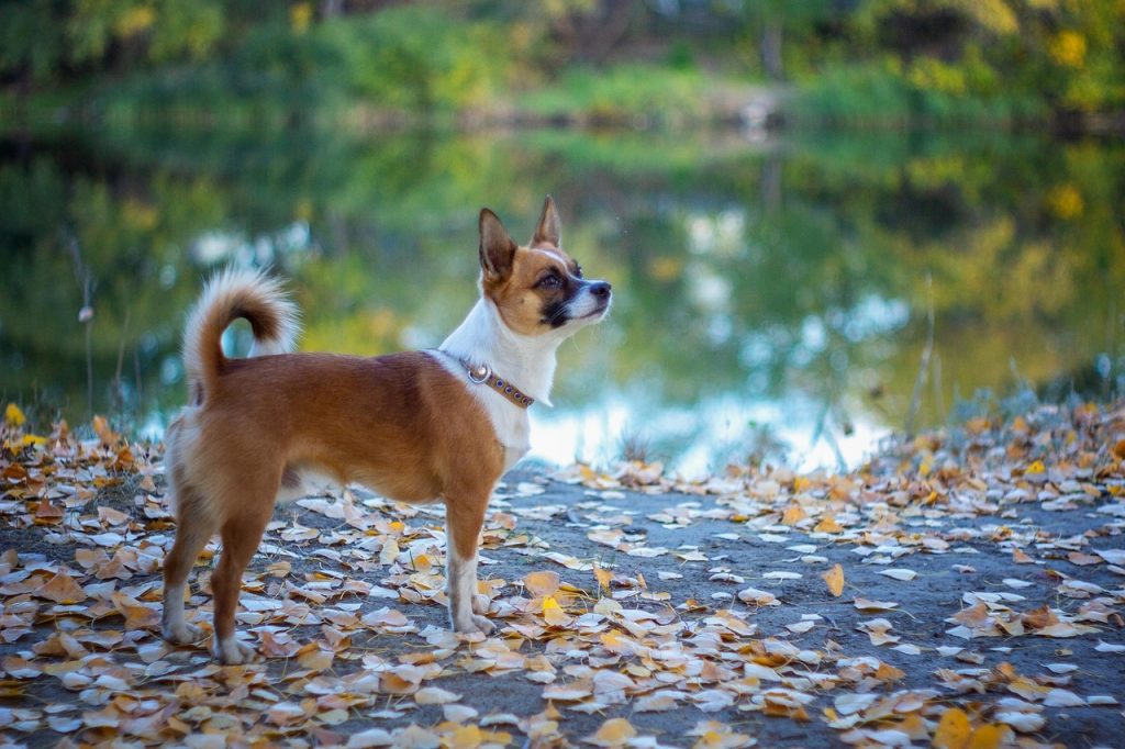 Norwegian Lundehund dog