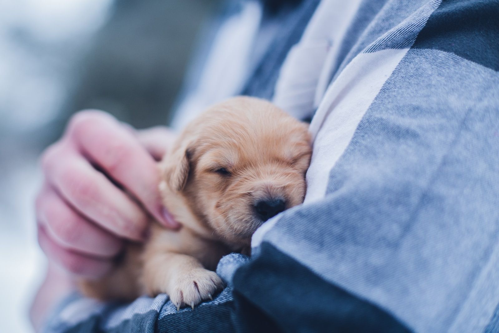 dog adoption pic