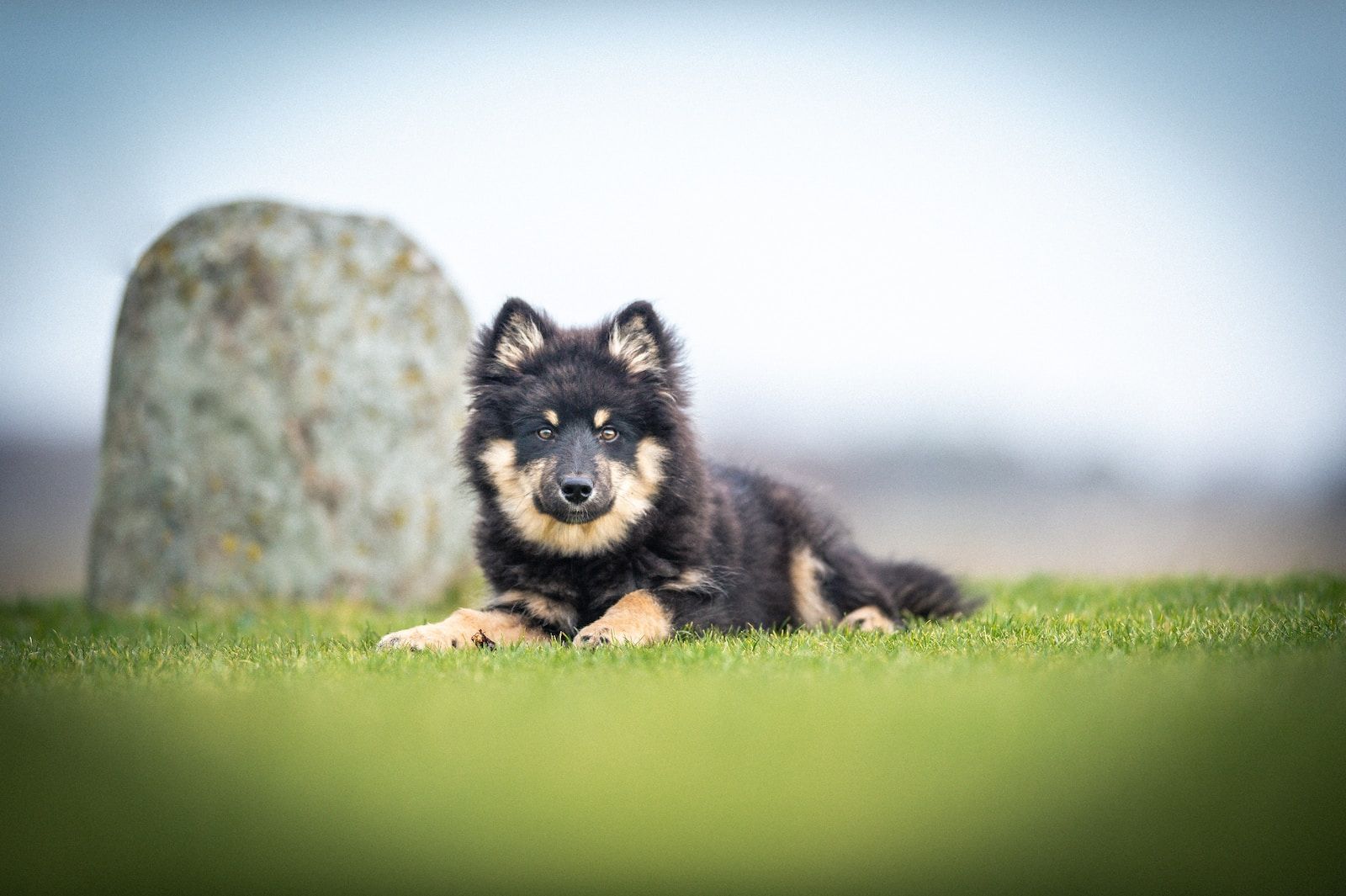 From Puppyhood to Adulthood: Navigating Your Dog’s Growth and Development