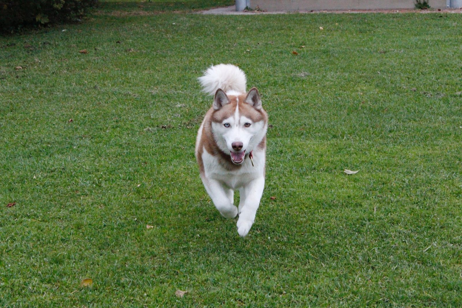 Alaskan Malamute