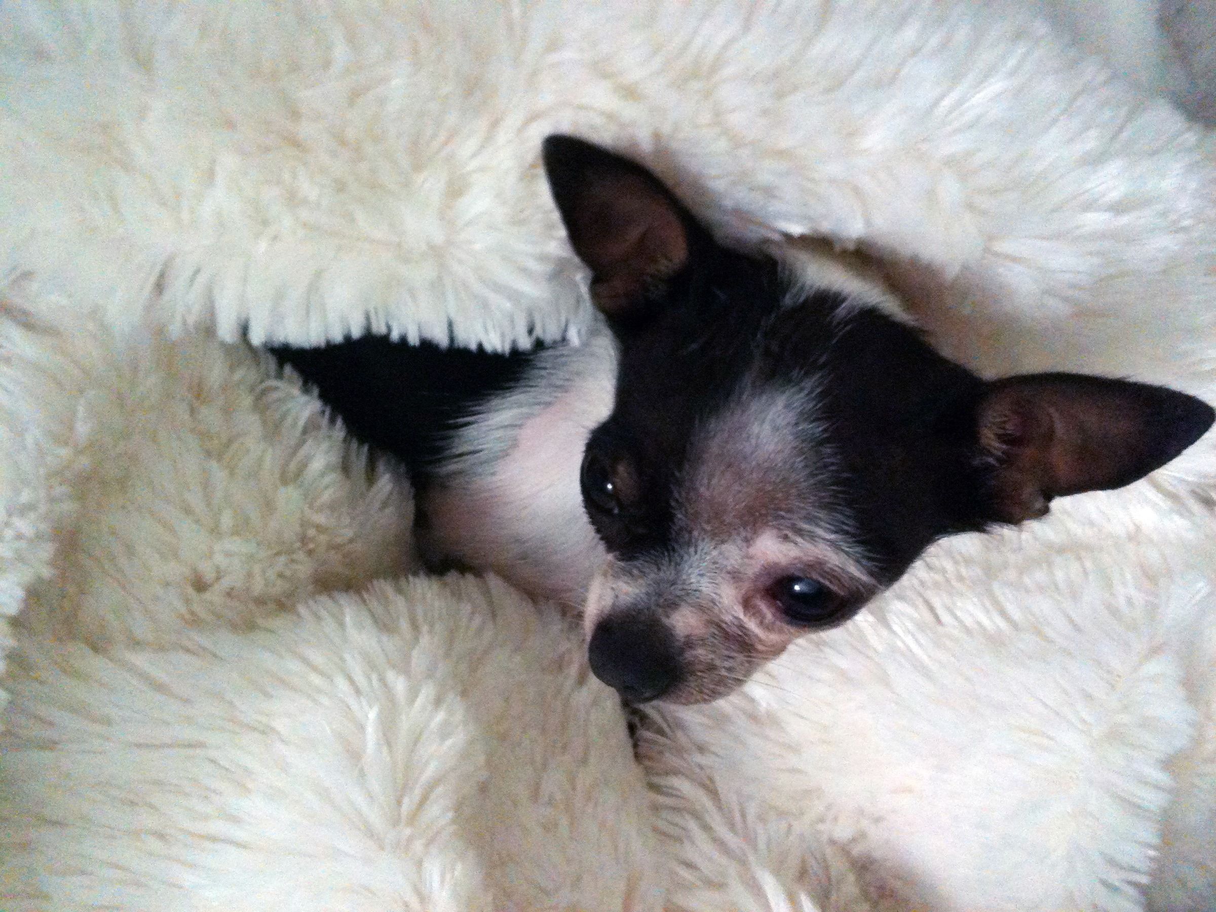 teacup-chihuahua
