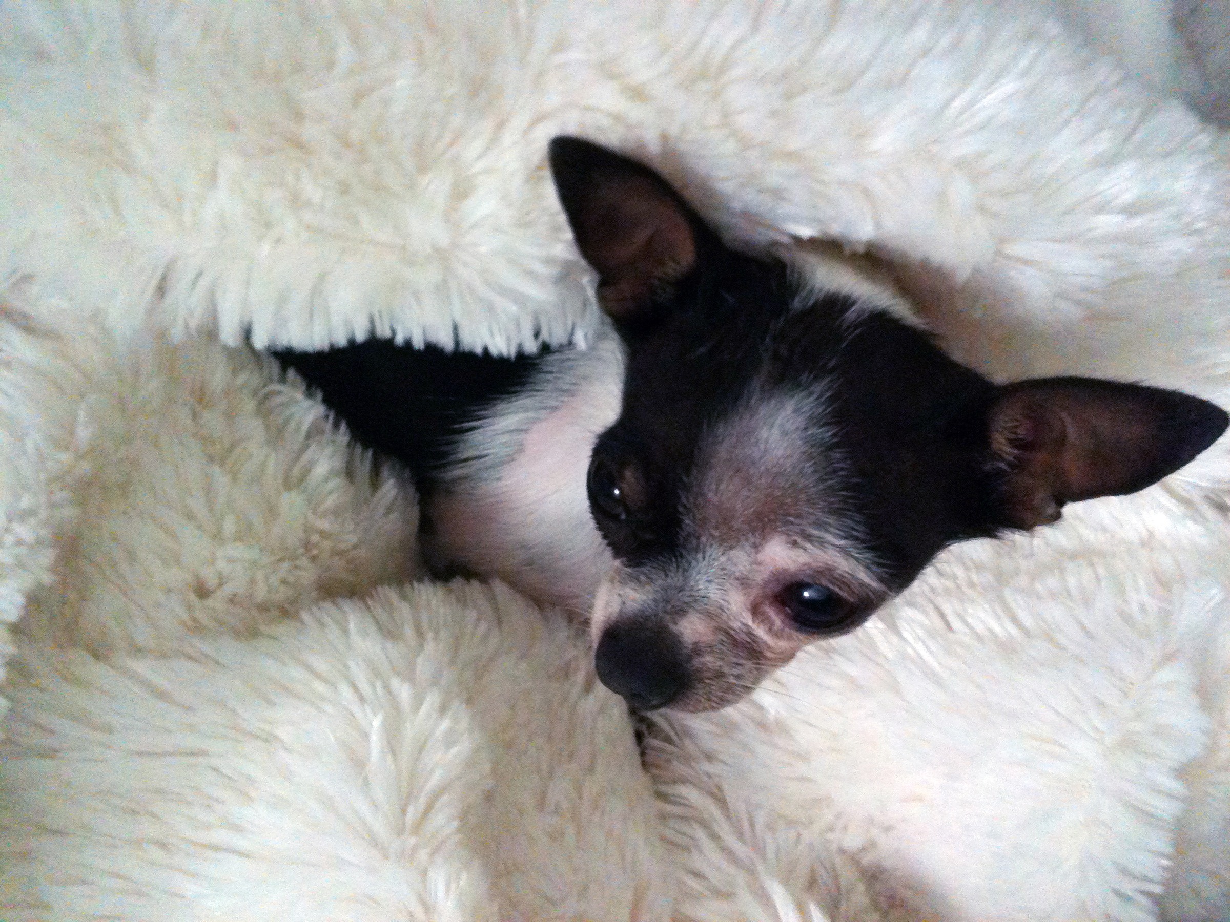 The Irresistible Charm of Teacup Chihuahuas: A Delightfully Tiny Companion