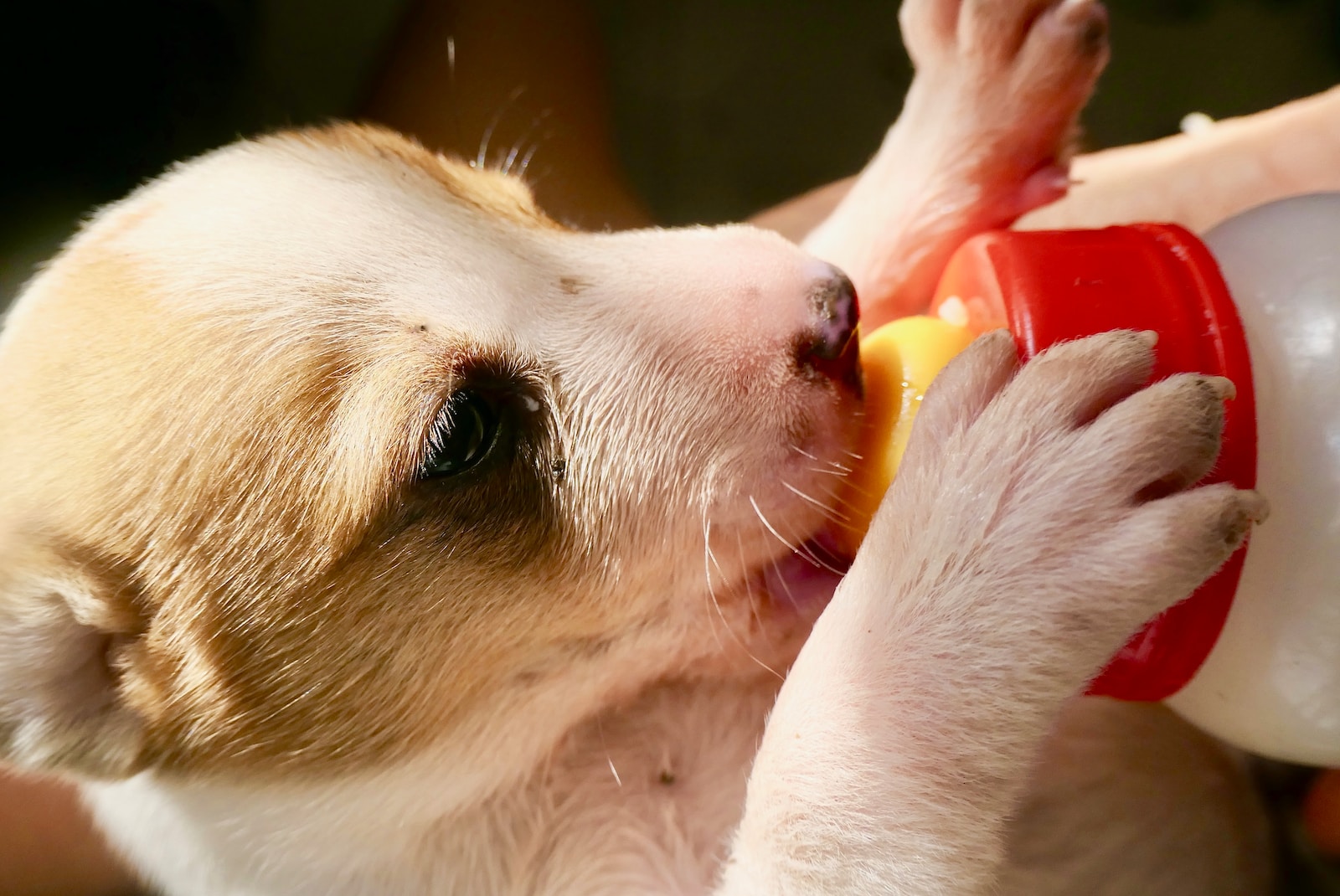 a small brown and white dog drinking from a bottle