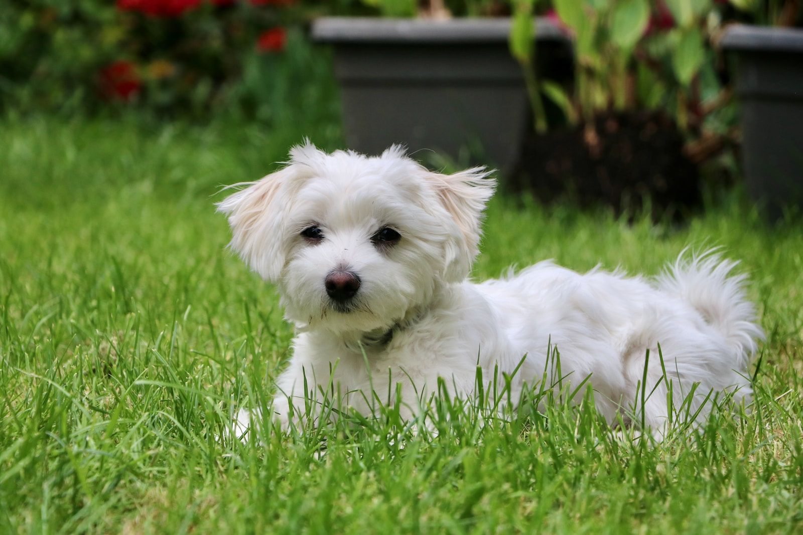 white long coat small maltese dog on green grass field during daytime