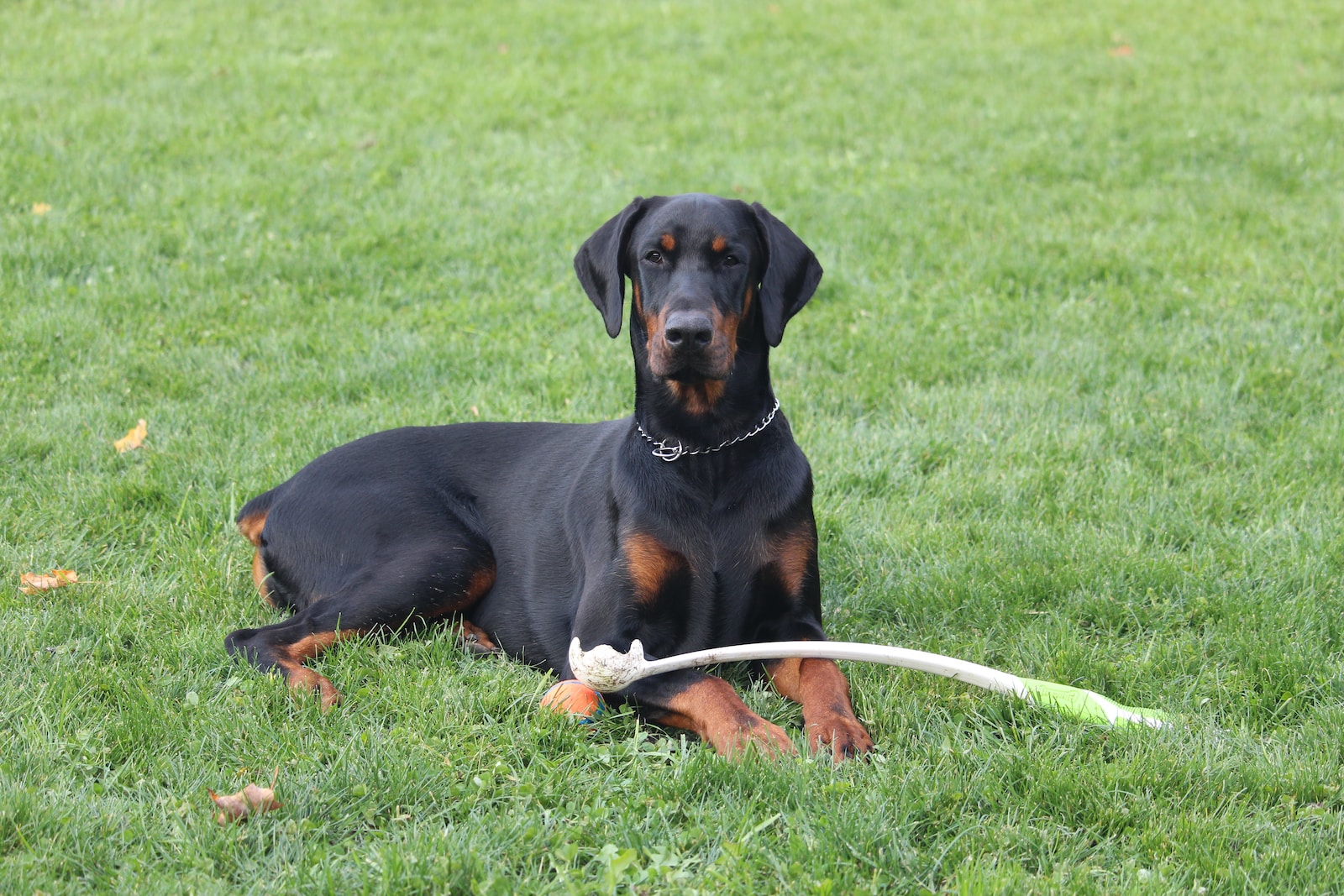 Canine Body Language: A Guide for Dog Owners | short-coated black dobermann dog