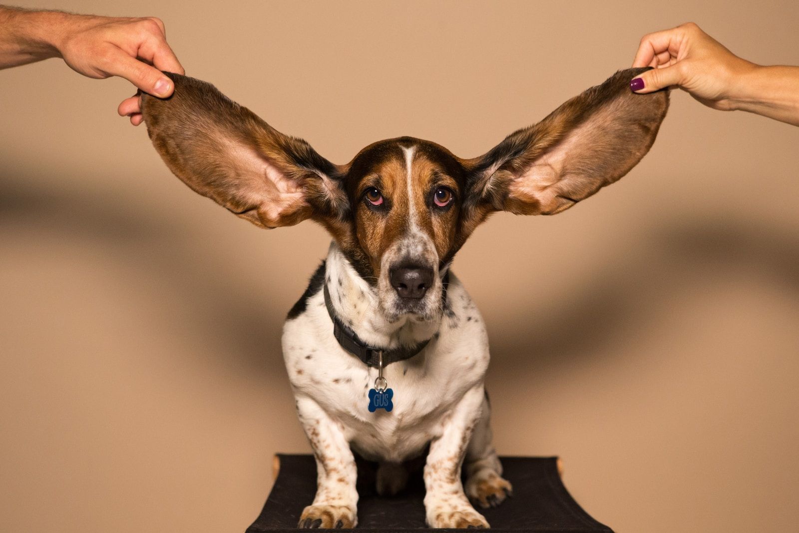 a Basset Hound dog sitting on top of a black table