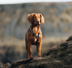 Catalburun Dog