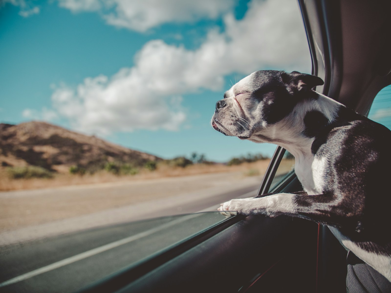 Dog-Friendly Destinations: Best Places to Visit with Your Pup