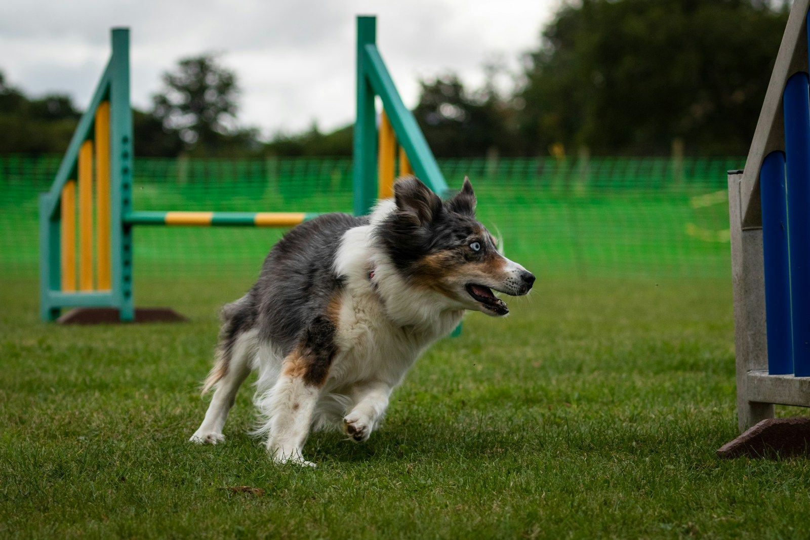 Senior Dogs: Caring for Your Aging Canine Companion