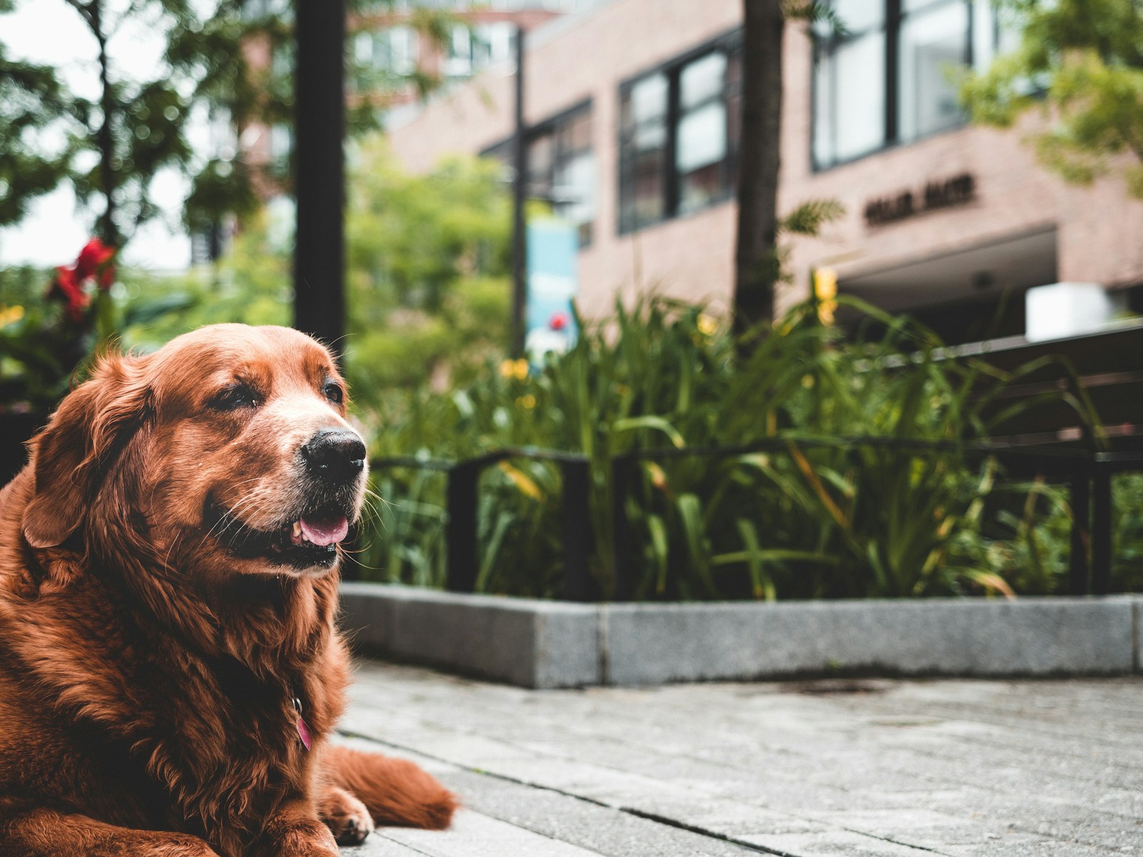 The Emotional Needs of Senior Dogs: Ensuring Their Well-Being