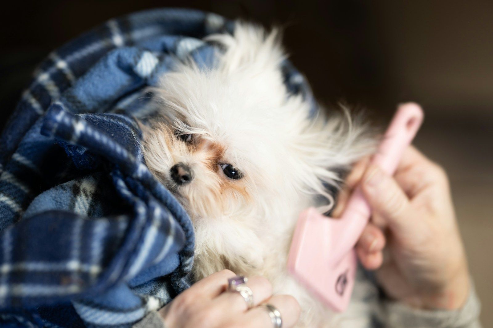Bark and Brush: Grooming Tips for a Flawless Fur Coat