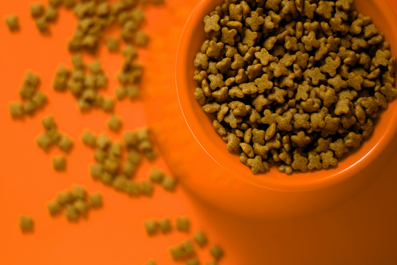 Homemade Dog Food Recipes: Healthy Meals Your Pup Will Love