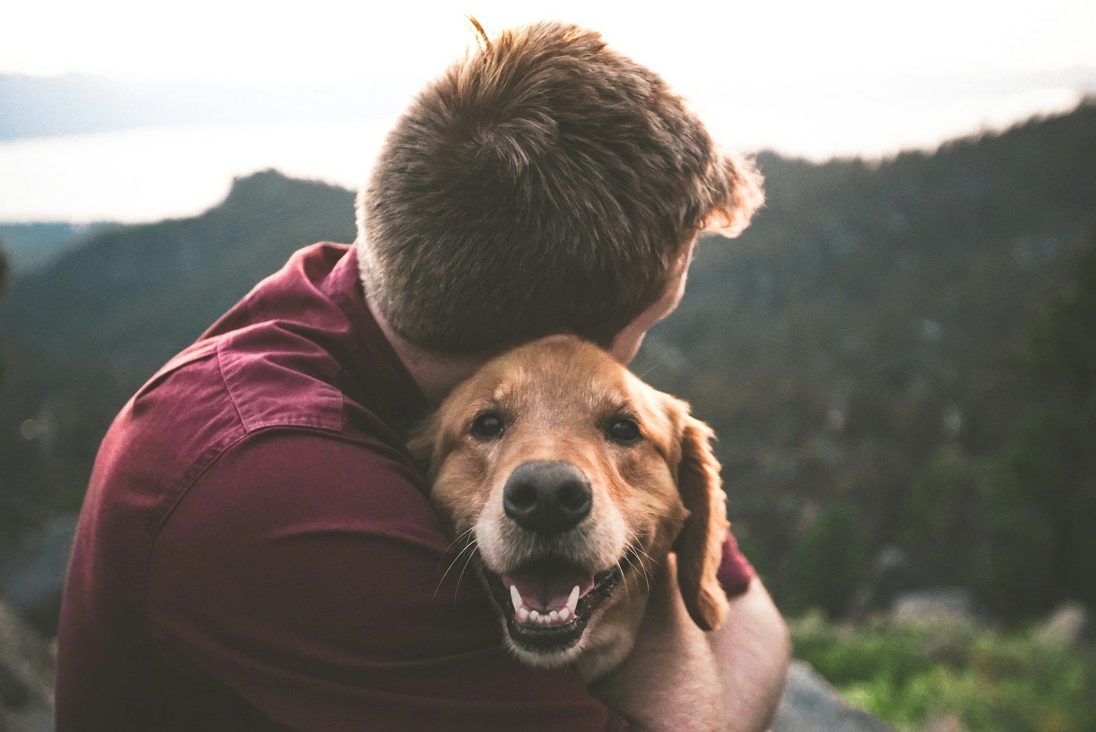 Introducing a New Dog to Your Family: Ensuring a Smooth Transition