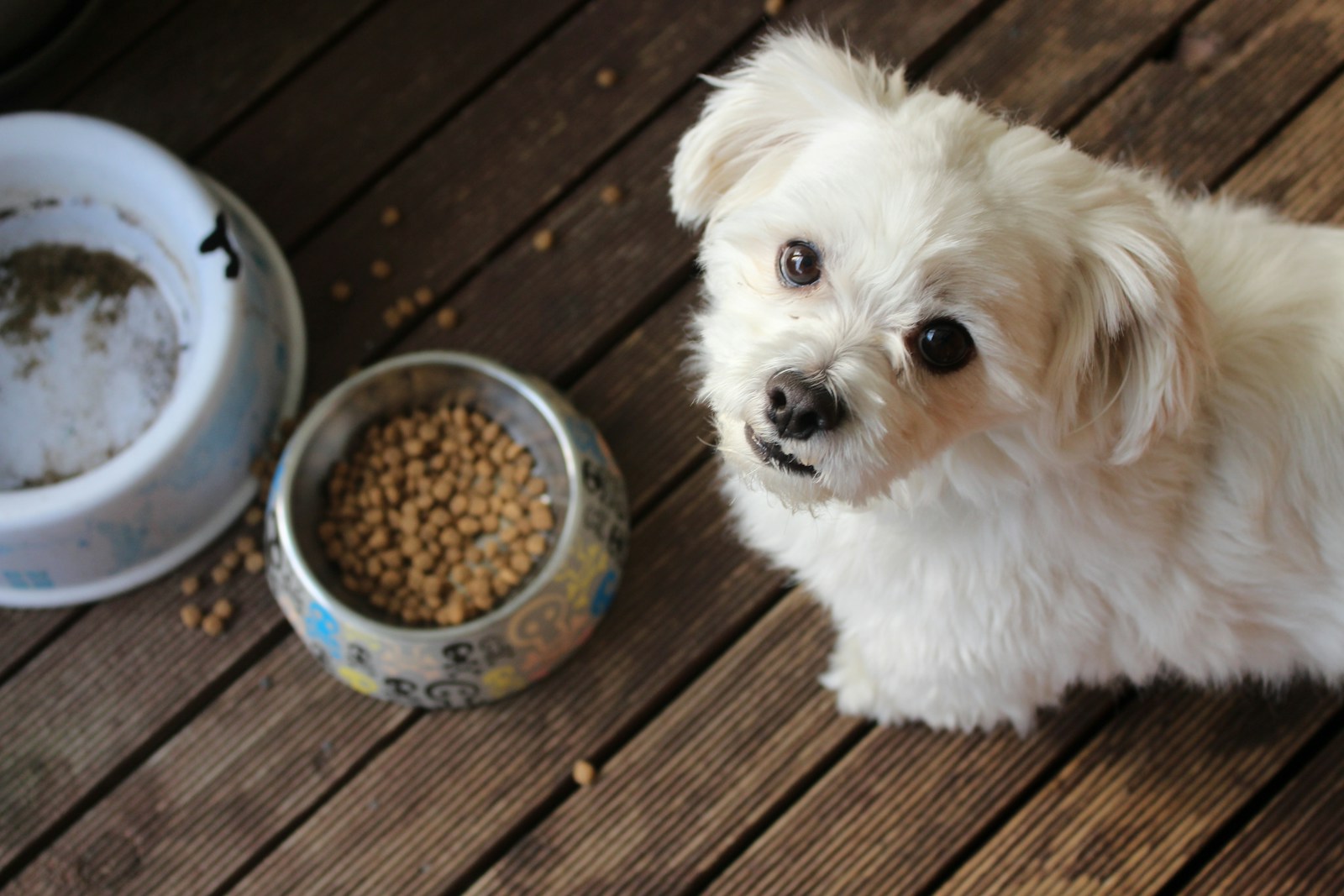 Top 5 DIY Dog Treat Recipes Your Pup Will Love