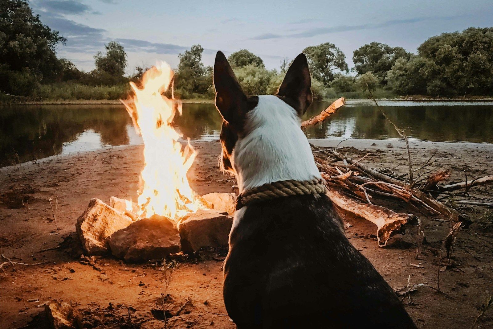 How to Create a Dog-Friendly Home: Safety and Comfort Tips for Your Pet