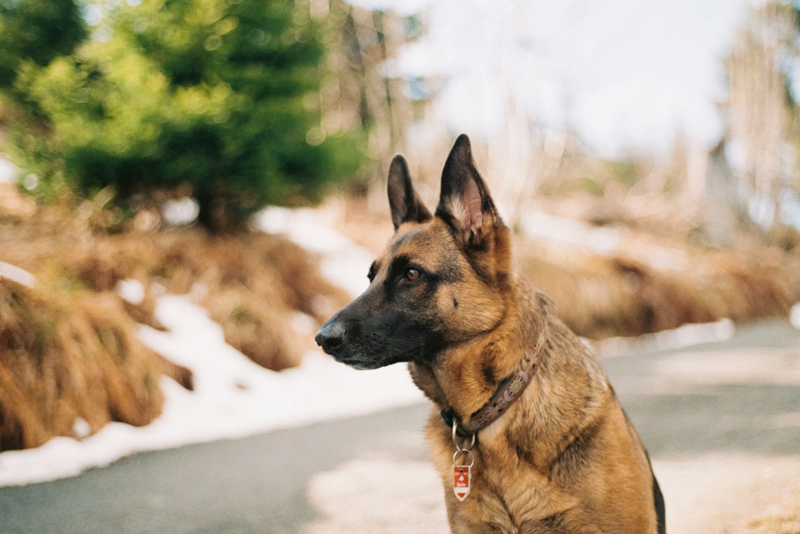 The Best Guard Dog Breeds for Home Protection