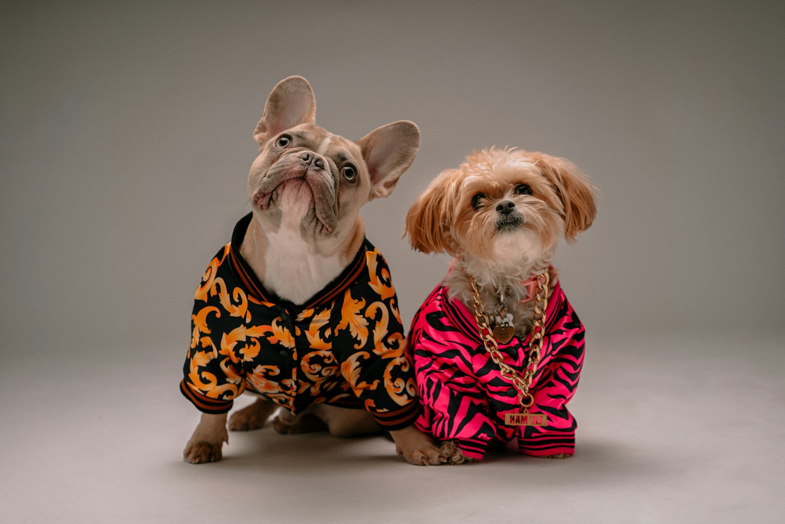 Dressing Up Your Dog: A Guide to Dog Costumes