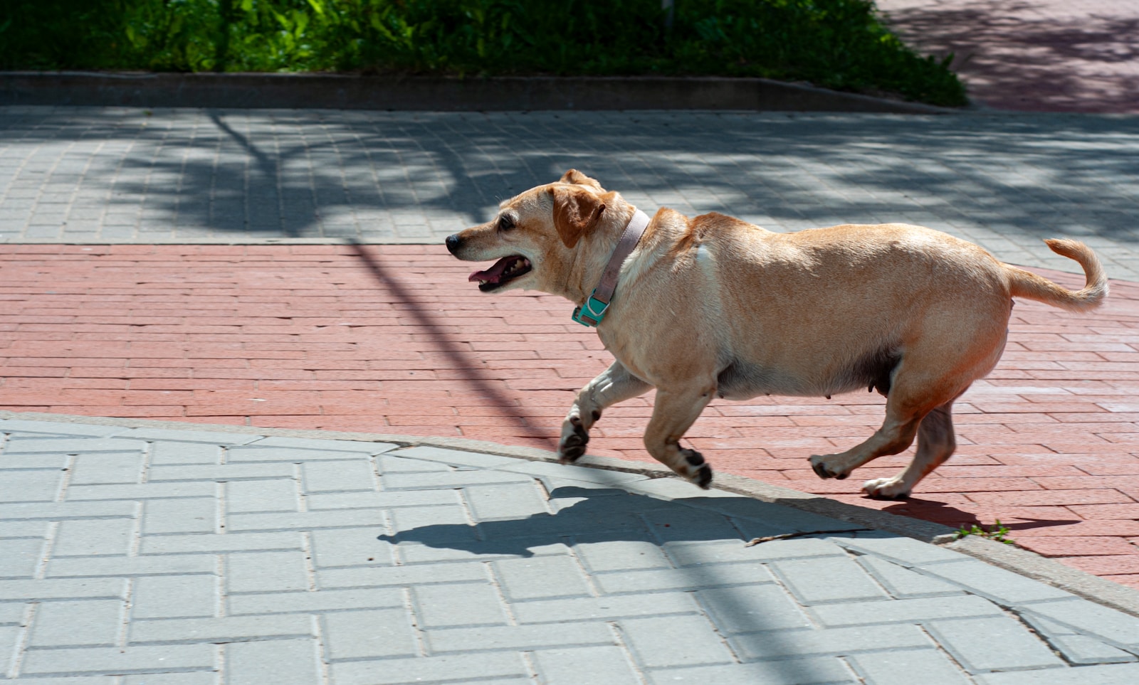 Exercise and Mobility: Keeping Your Aging Dog Active and Healthy