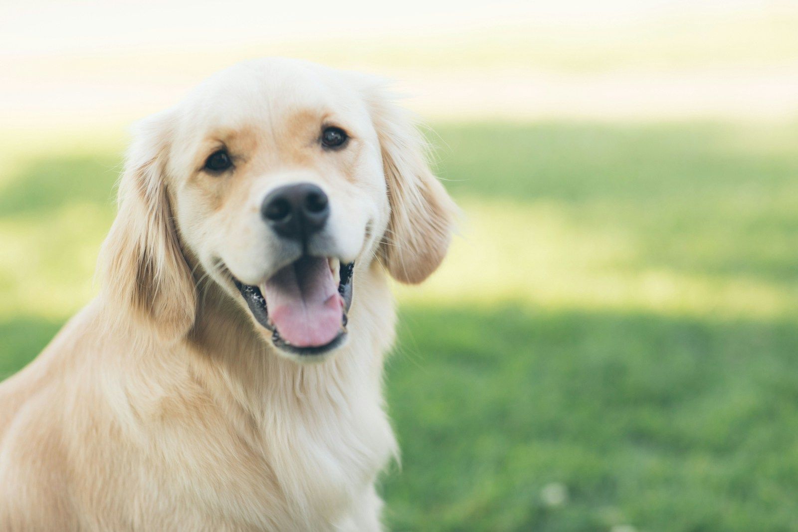 adult golden retriever