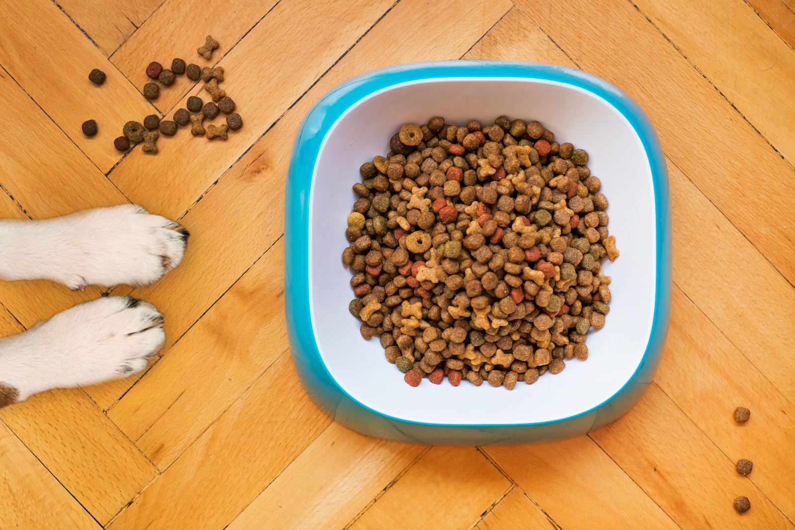 Exploring Dog Food Options: Finding the Best Nutrition for Your Furry Friend
