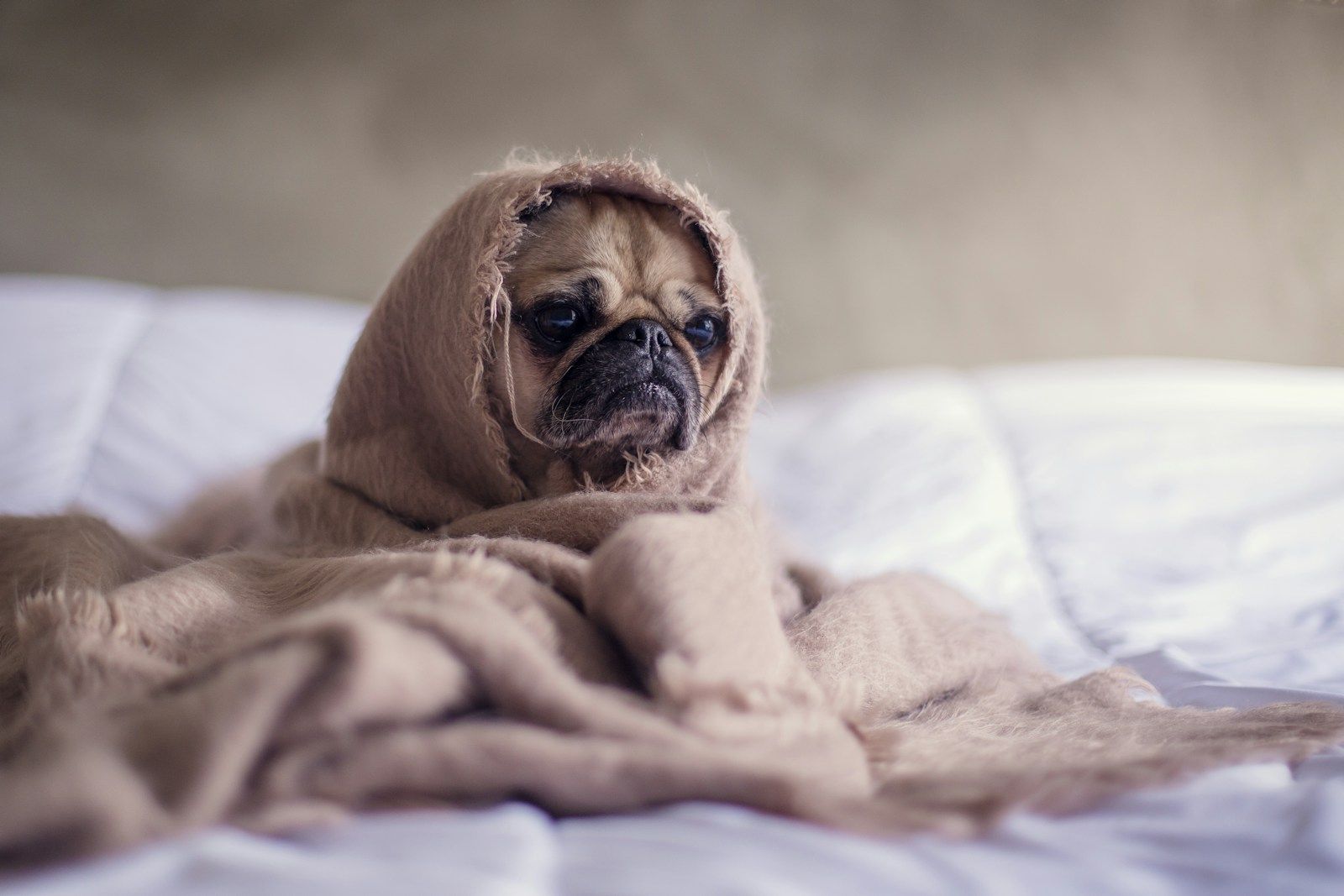 Diabetes in Dogs: Early Signs, Management, and Care Strategies
