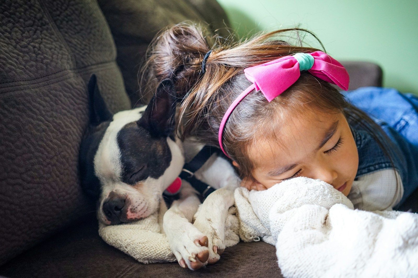 DIY Dog Beds: Creative Ideas to Keep Your Pup Comfortable and Cozy