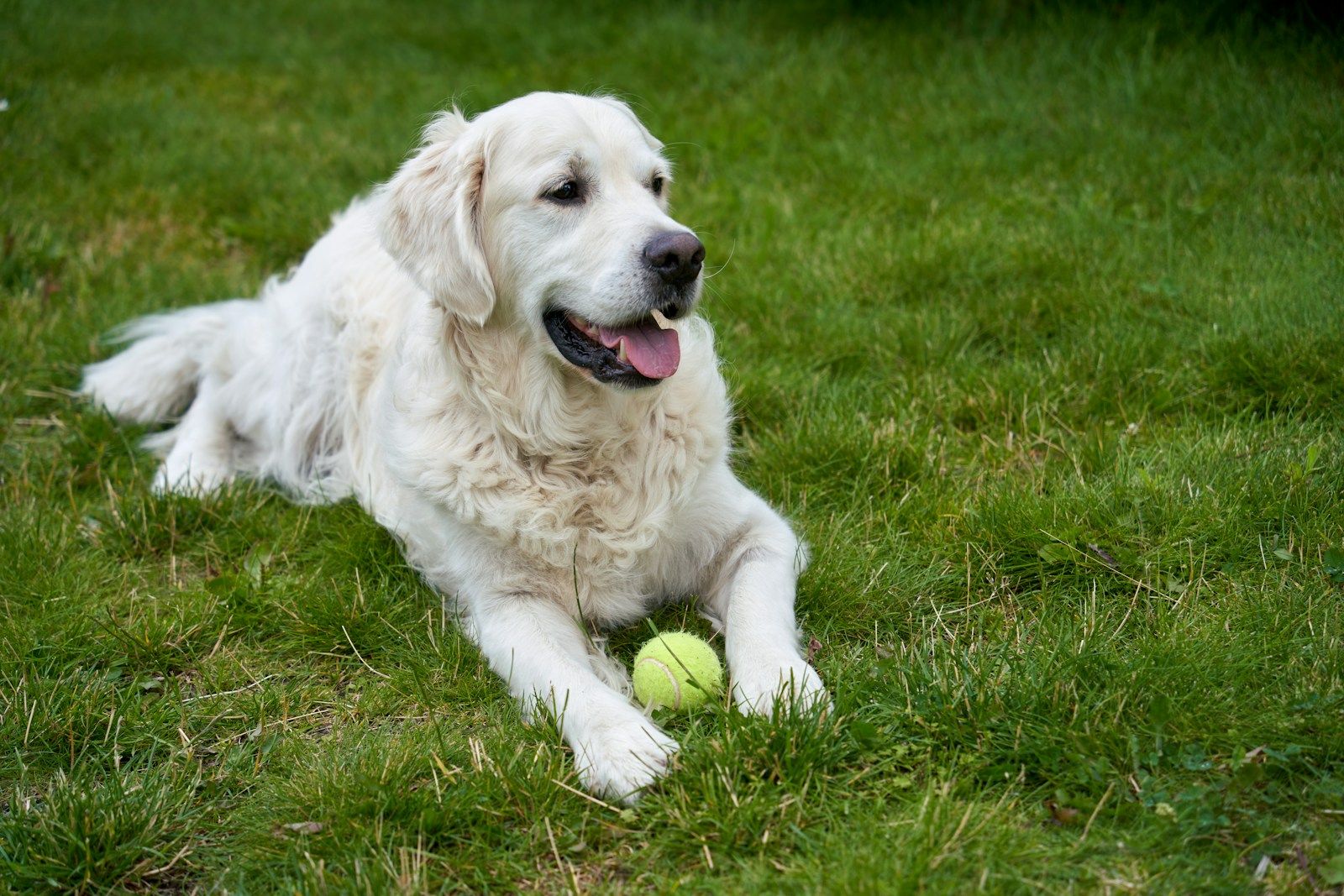 A large white dog laying on top of a lush green field