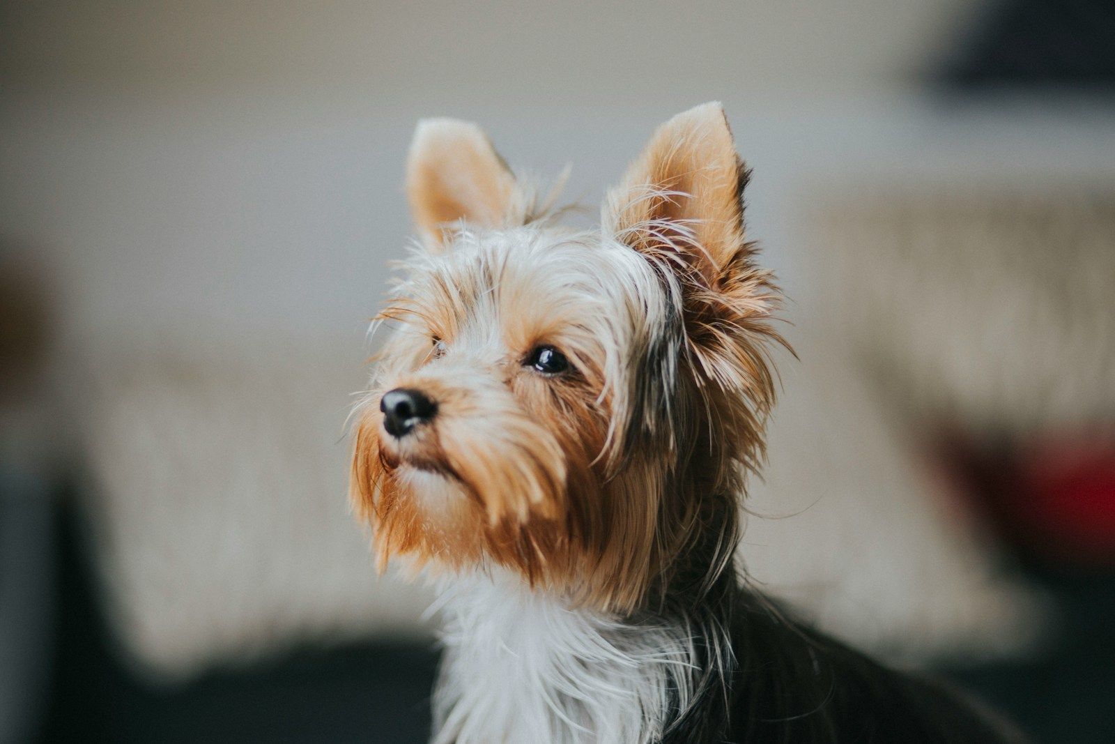 How to Choose the Right Grooming Routine for Your Dog’s Breed