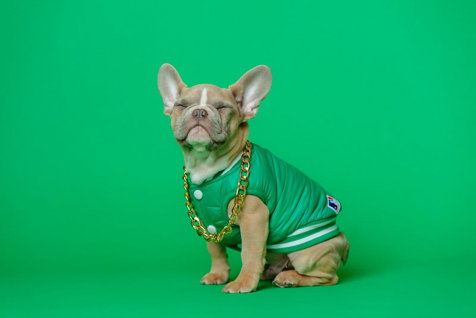 brown short coated small dog wearing green shirt