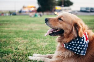 The Benefits of Support Dogs for Veterans: Stories and Insights