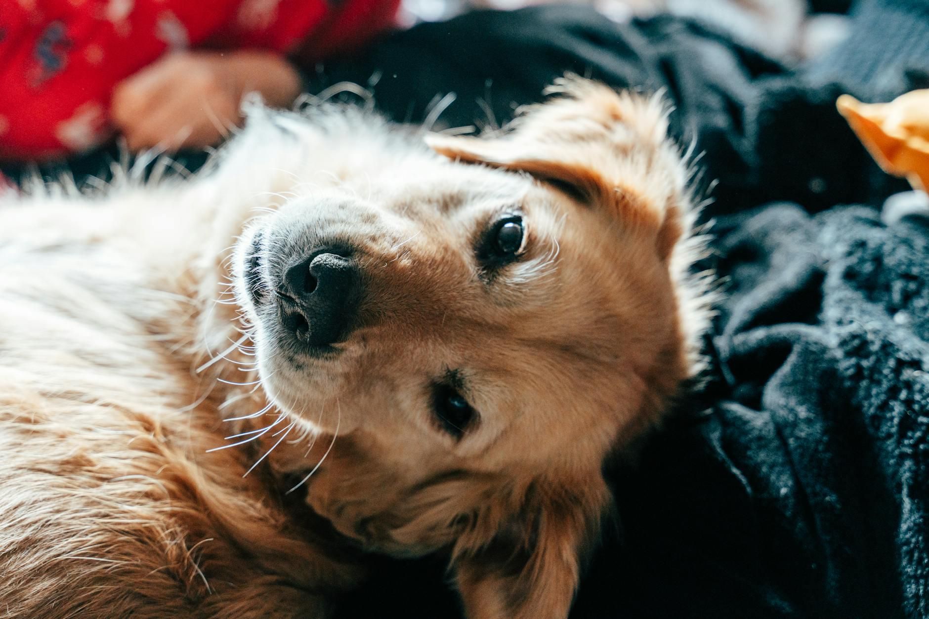 adorable golden retriever resting on bed indoors