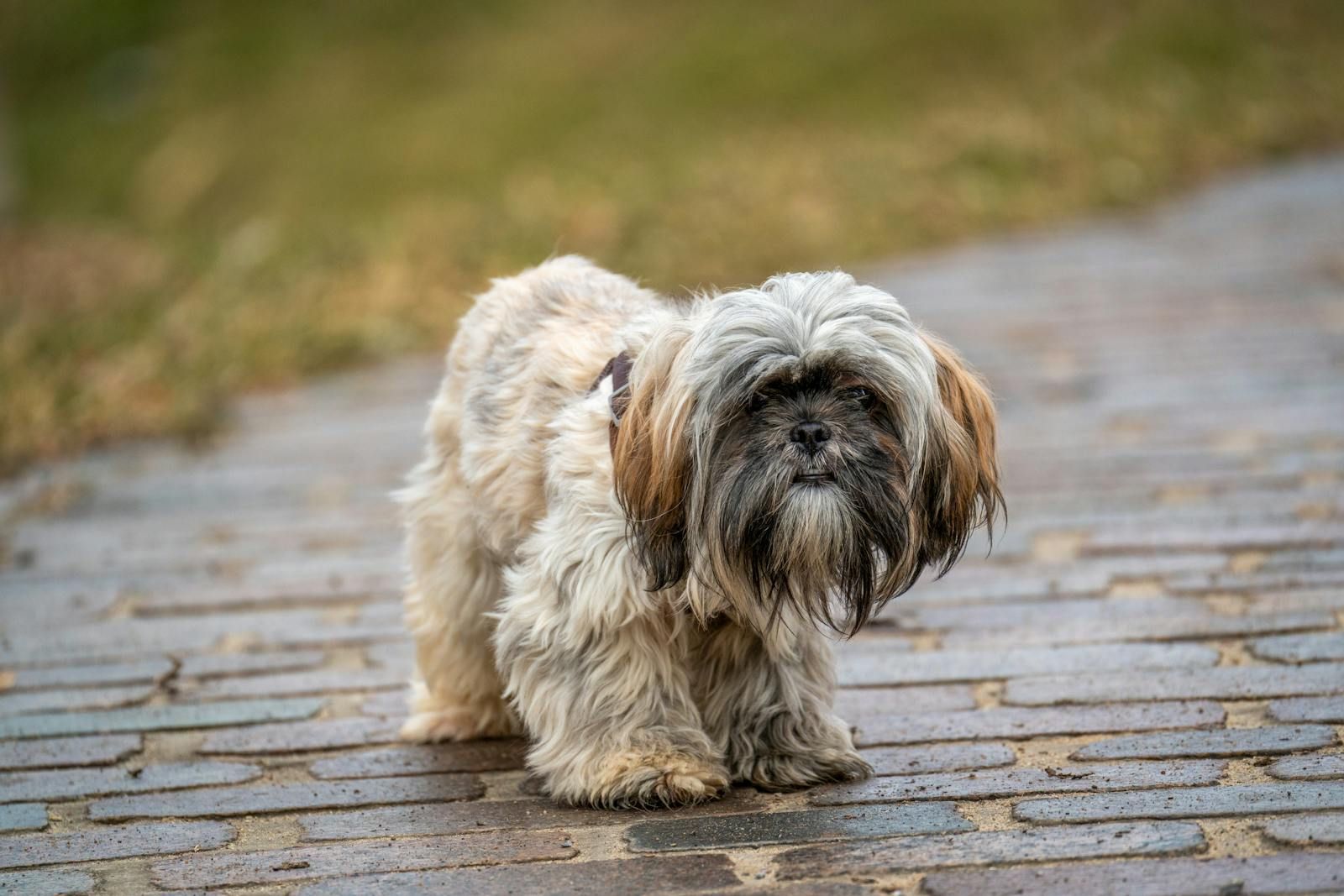 dog breed