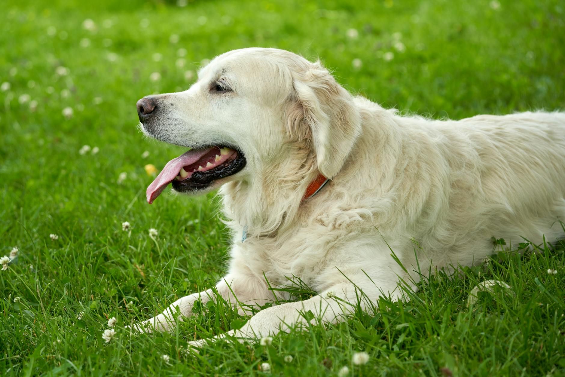 golden retriever relaxing in oslo park