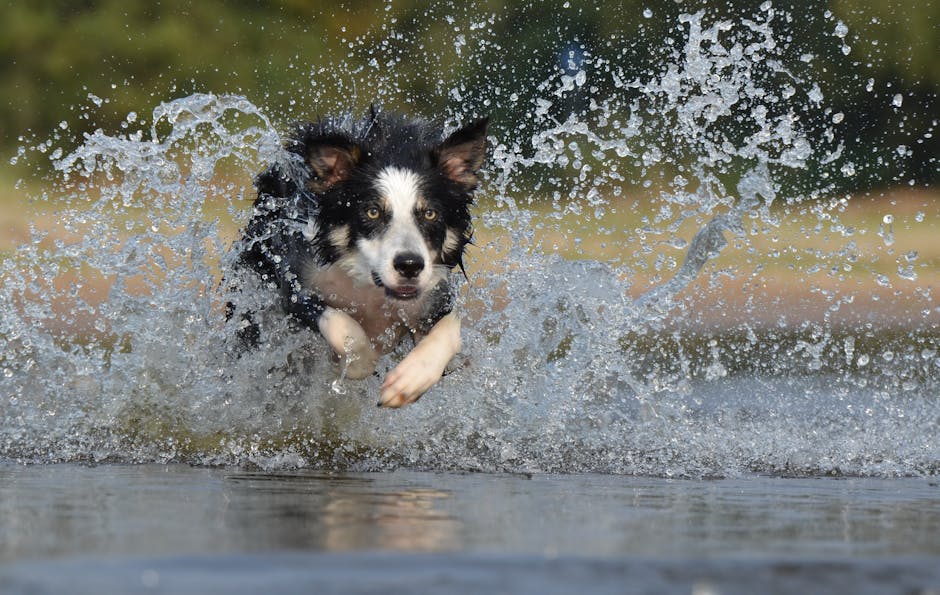 The Complete Border Collie Guide: History, Temperament, Care and More
