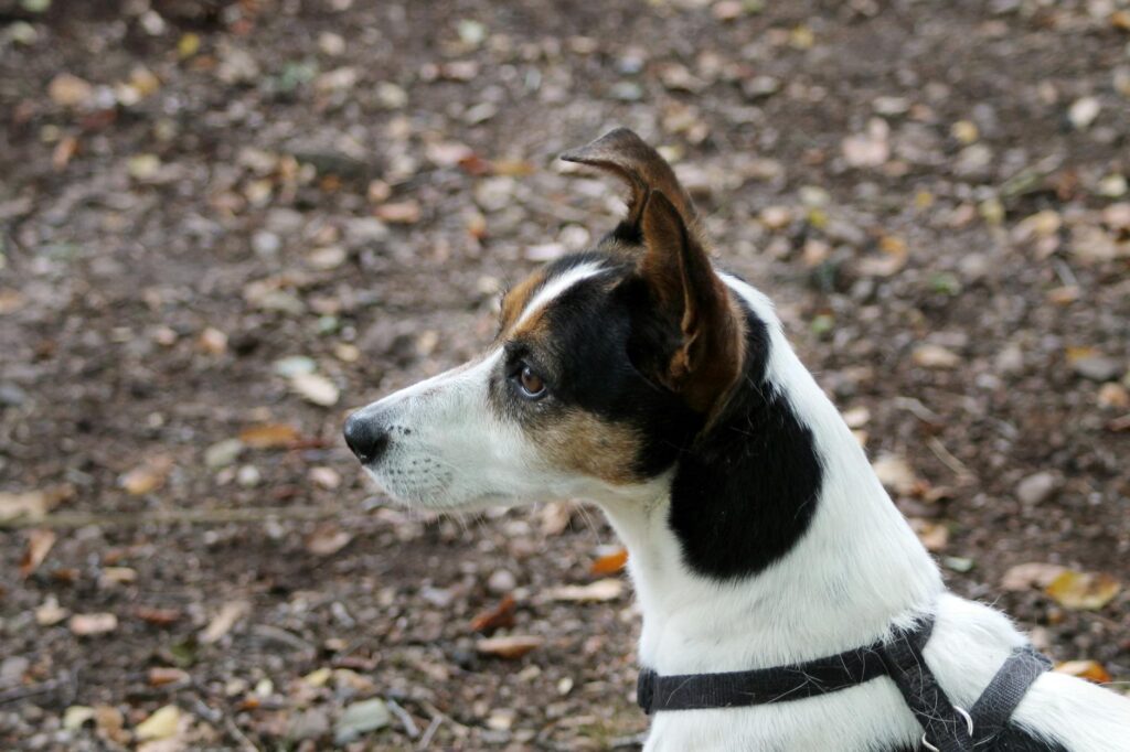 Side profile of a Jack Russell Terrier dog wearing a harness outdoors.