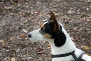 Side profile of a Jack Russell Terrier dog wearing a harness outdoors.