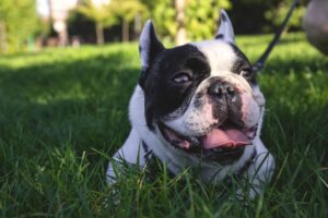 Cute French Bulldog lying on green grass outdoors, enjoying a sunny day.