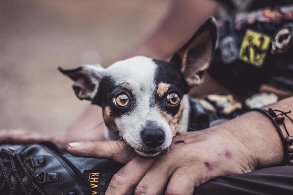 Adorable Chihuahua resting on a person's lap outdoors, showcasing companionship and care.